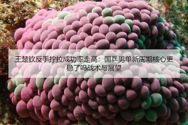 wang-chu-qin-fan-shou-ning-la-cheng-gong-lv-zou-gao-guo-ping-nan-dan-xin-zhou-qi-he-xin-geng-wen-le-ma-zhan-shu-yu-zhan-2-658.jpg